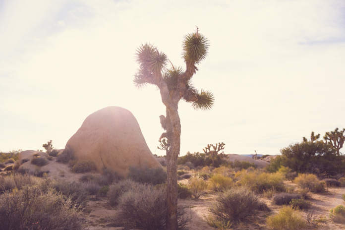 Mai Bri Joshua Tree Engagement - 007