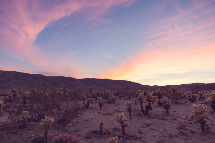 Mai Bri Joshua Tree Engagement - 010