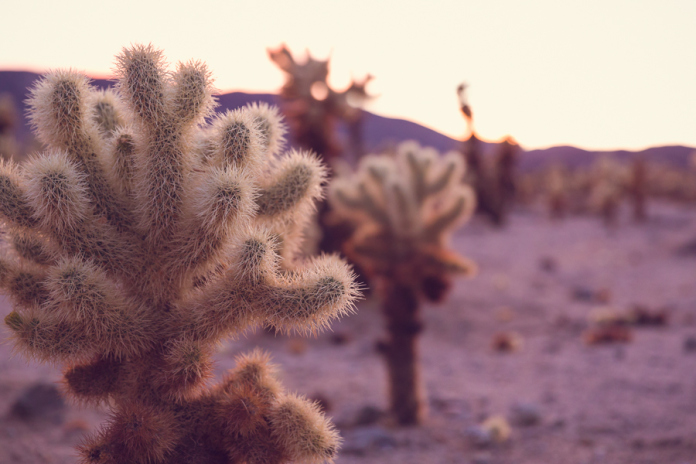 Mai Bri Joshua Tree Engagement - 011